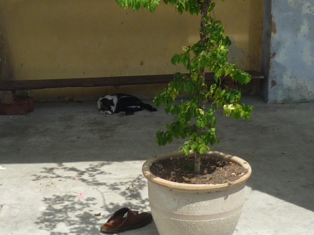 ベンチと猫