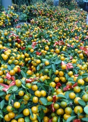 香港花屋街