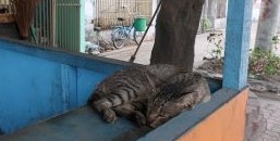 営業していない屋台の中で無防備に眠っている猫