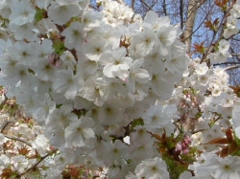 イギリスの桜