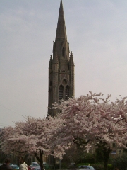 桜と大聖堂